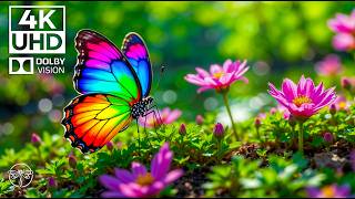Famous Butterfly Garden 4K | Relaxing Insect Film with Soothing Music  • 4K Video UHD Wealth