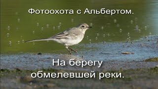 Фотоохота с Альбертом.  На берегу обмелевшей реки.