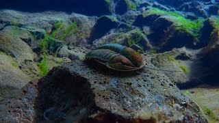 La Vita Sul Nostro Pianeta 2023 - Olenoides Screen Time Ita