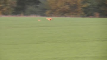 hare coursing (second season)