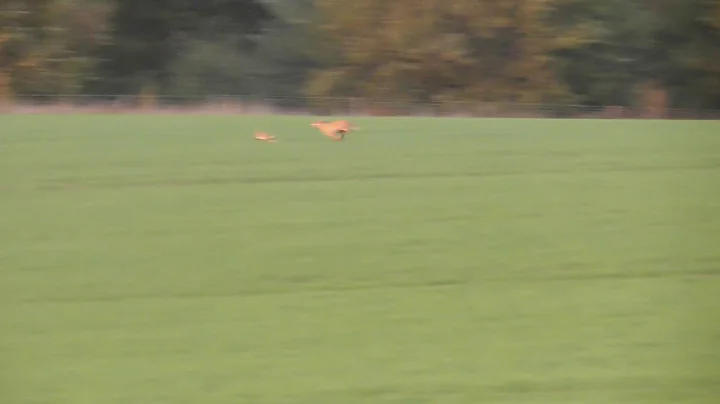 hare coursing (second season)