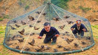 Primitive Forest Survival: Dwaft Family Sets Quail Traps and Catches Wild Birds