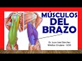 🥇 MÚSCULOS DEL BRAZO. (Anteriores y Posteriores). Fácil, Rápido y Sencillo