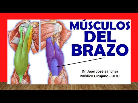 Vídeo: Músculos Del Brazo: Anatomía, Función, Diagrama, Condiciones, Consejos De Salud