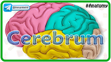Cerebrum Anatomy Animation : Gyri and Sulci, Surfaces, Functional areas of cerebral Hemisphere