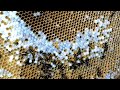 Yellow Jackets Ground Nest | 100,000 SUBSCRIBERS Special | Wasp Nest Removal