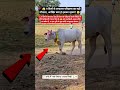 🚩 9 दिनों से लगातार परिक्रमा कर रही गौमाता 😱 #shorts #gaumata #vuralshivling #harharmahadev