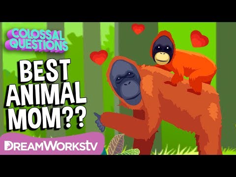 Who’s the Best Mom in the Animal Kingdom? | COLOSSAL QUESTIONS