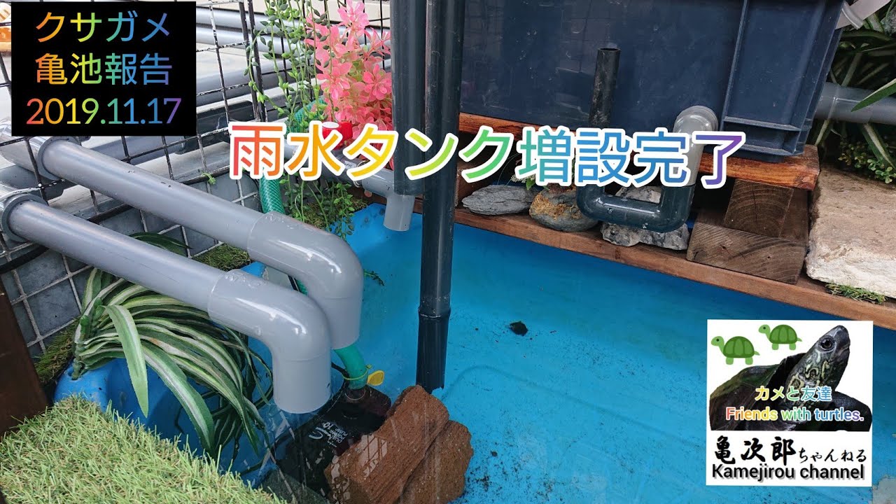 クサガメ 亀池用に雨水タンク 250リットルを増設したよ 金魚飼育に使用していたプラ容器 Youtube