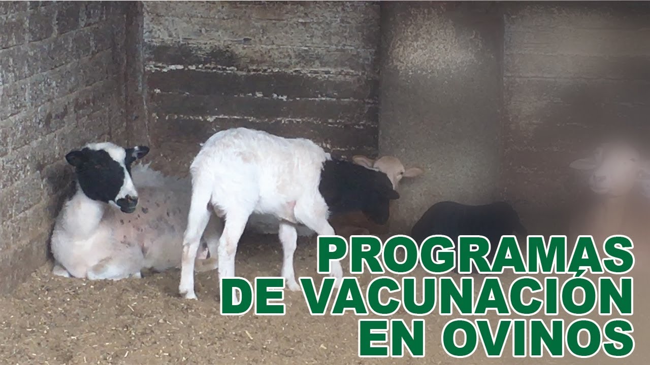 PROGRAMAS DE VACUNACIÓN EN OVINOS