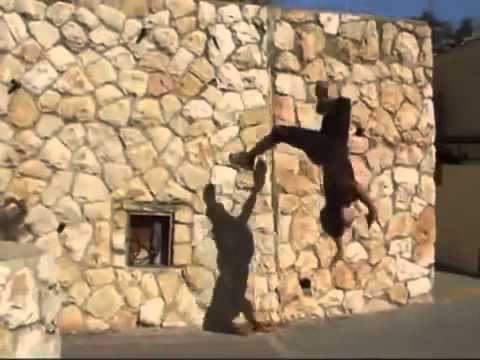 FreeRunning Fails part #1 - YouTube