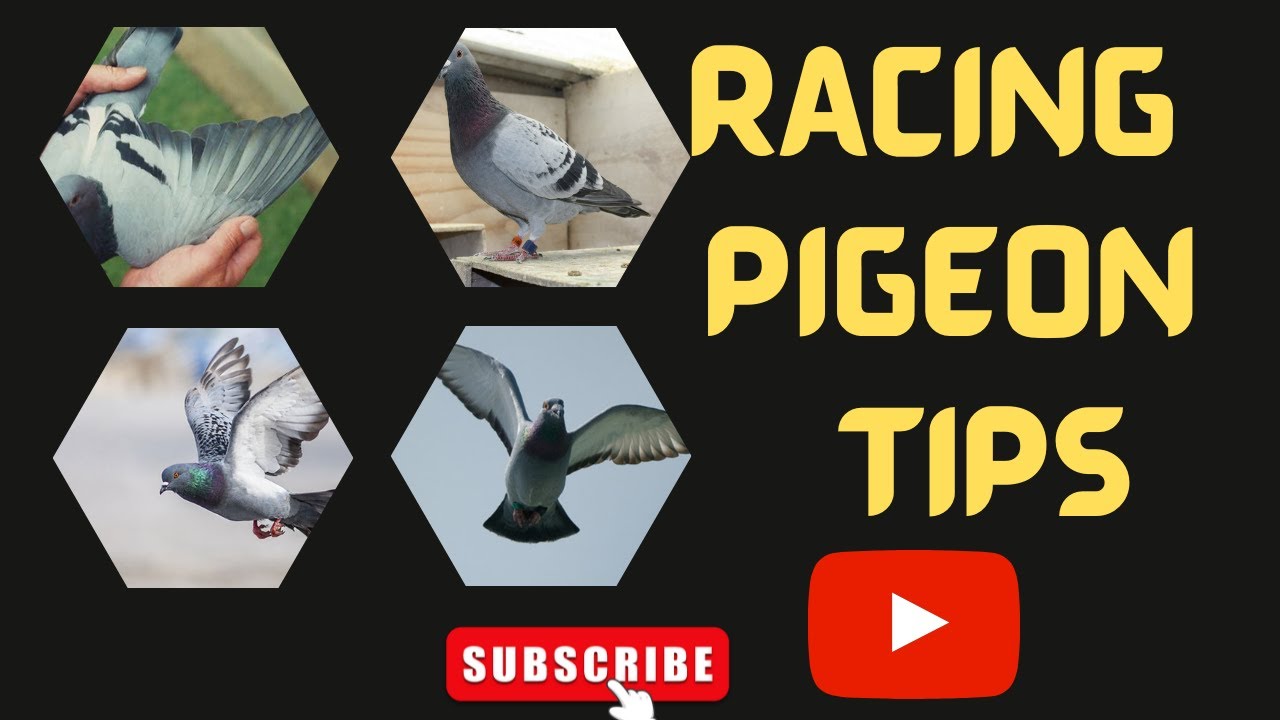 Mastering the Art of Racing Pigeons how do you know when they are fit ...