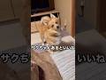 おこぼれを狙うポメコギ