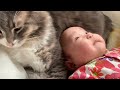 モフモフのお腹で赤ちゃんの眠りを誘う猫　ノルウェージャンフォレストキャット　A cat that invites a baby to sleep