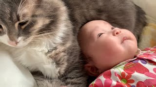 モフモフのお腹で赤ちゃんの眠りを誘う猫　ノルウェージャンフォレストキャット　A cat that invites a baby to sleep