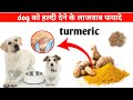 Dog को हल्दी देने के लाजवाब फयादे / dog ko turmeric dene ke benefits