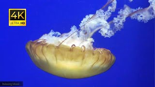 Relaxing music in the Underwater World Ocean 4K/Расслабляющая музыка в подводном мире океана 4K