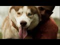 Story of ghost  siberian husky living in himalayas