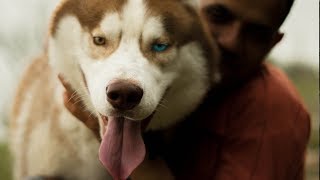 STORY OF GHOST | SIBERIAN HUSKY LIVING IN HIMALAYAS