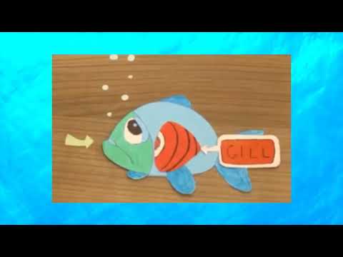 Sistem pernafasan pada Ikan by Muhammad Ali akbar #ubb #akuakultur #insang #ikan