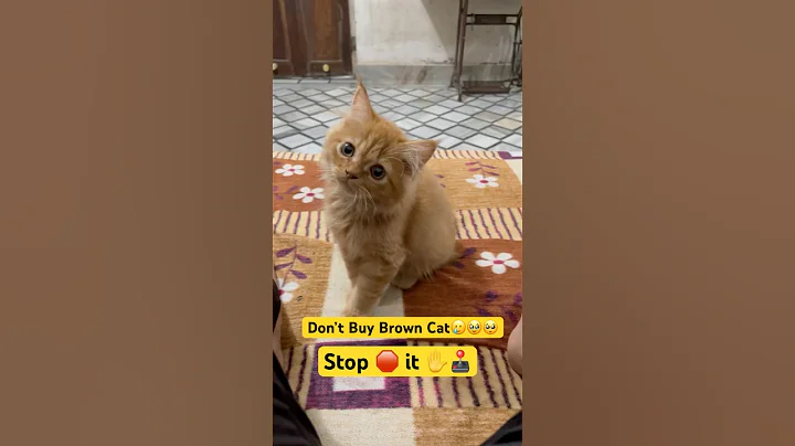 Video 10568271: brown persian cat, best persian cat, cat don, funny cat