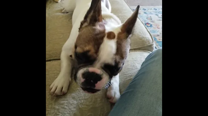 Bud Davis the frenchie doesn't like his jammies