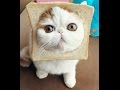 Самые смешные животные.The most funny animals!2016 год!