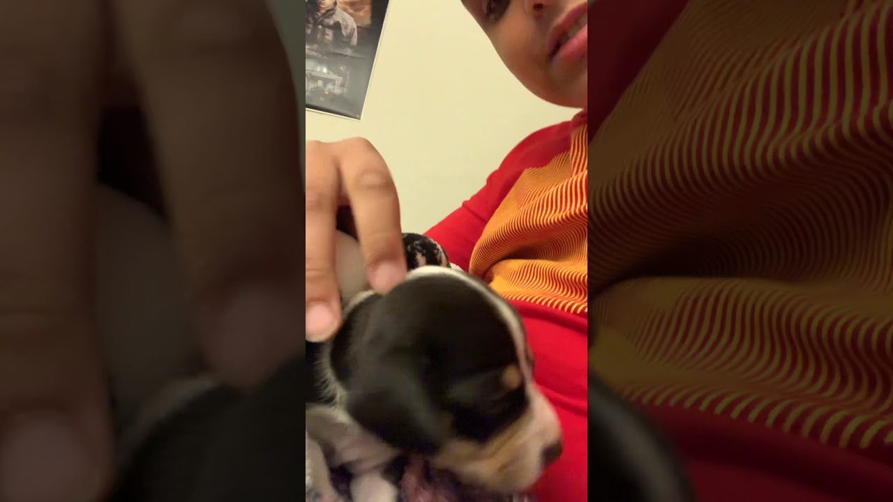 I got a new puppy YouTube