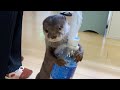 抱き枕のようなペットボトルをぎゅーっとする興奮カワウソ An otter hugging a plastic bottle that looks like a body pillow