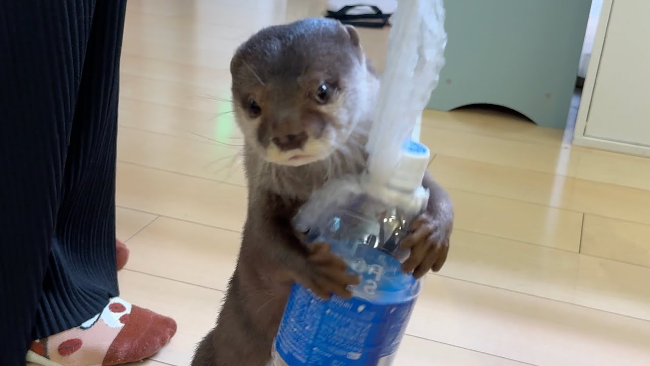 抱き枕のようなペットボトルをぎゅーっとする興奮カワウソ An otter hugging a plastic bottle that looks like a body pillow