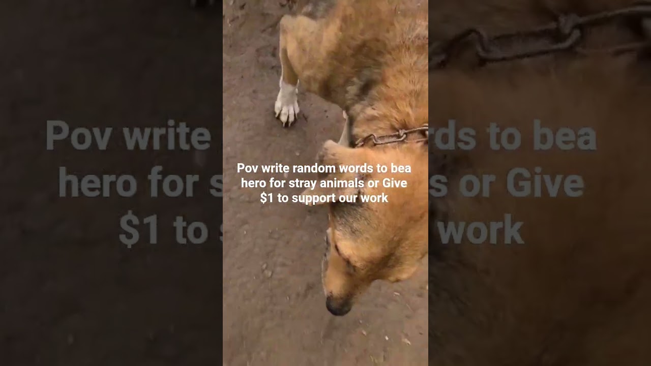 Please donate link in bio 