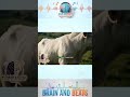 Taurus Constellation Myths [Shorts 3-5]