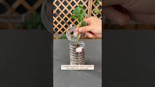 How to root rose bush cuttings #garden #roomtogrow #gardening #growyourownfood