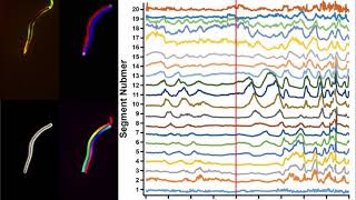 Neural network based Automatic Worm Analyzer (NAWA) demo
