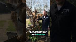 Giraffenbulle Zikomo im Zoo Dortmund hat Geburtstag #zoolotse #zoo #tiere #giraffe