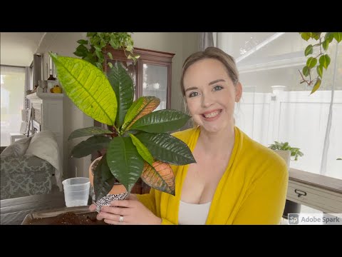 How to care for a Croton Plant