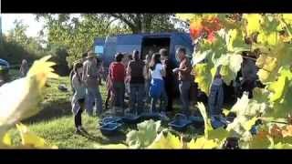 Les vendanges entre ami(e)s - 2011.m4v
