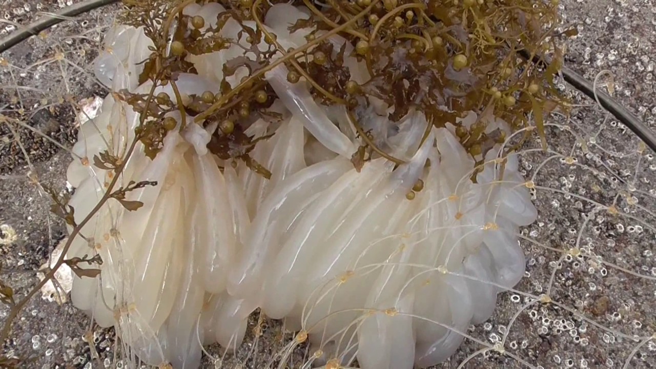 昨日 漂流していたアオリイカの卵がまだあったので 掬って水槽へ 和歌山釣太郎 Youtube