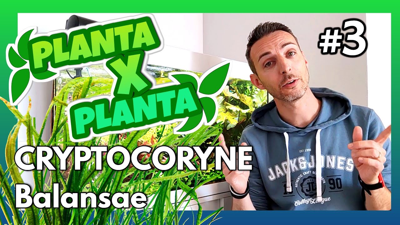 🟢 #3 🌿 CRYPTOCORYNE Balansae //PLANTA X PLANTA  -=l[ MiTu HD ]l=-