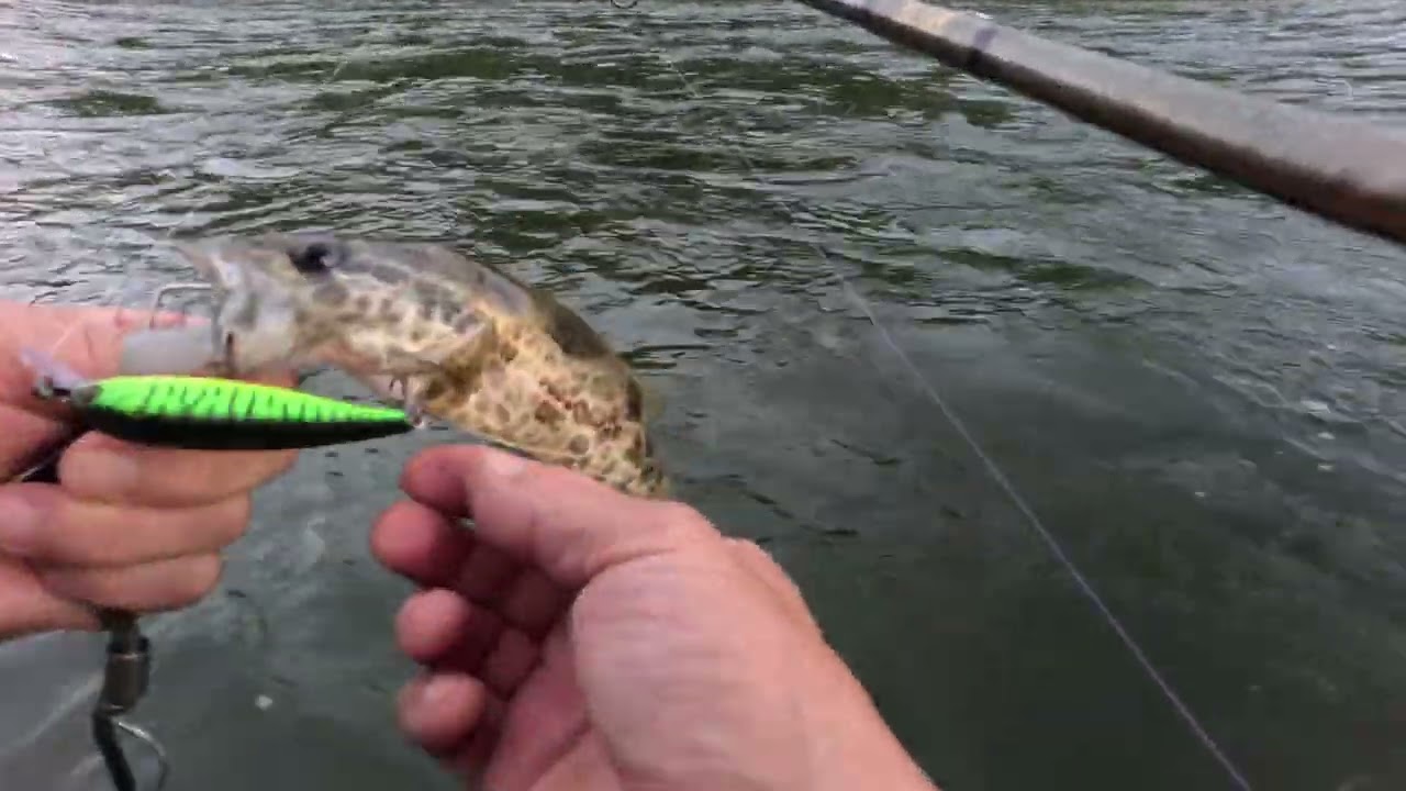 8.26.  5자 쏘가리