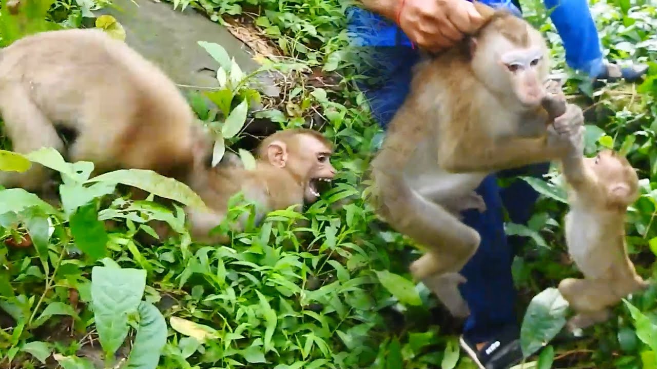 OMG! I'm so pity Sheba, Rojo hit her first then Tom & Luna, she is very scared, We try to help