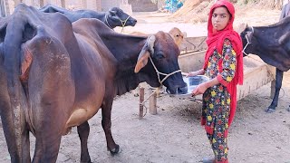 Feeding Milk to The Cow Family from Punjab Milking a cow in Pathan new video