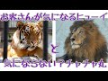 お客さんが気になるヒューイと気にならない?チャチャ丸