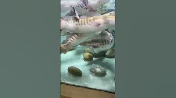 đàn cá lóc bông bạch tạng săn mồi #casanmoi #cacanh