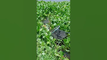 Câu cá chép khủng sông tự nhiên