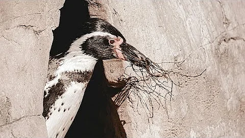 Penguin nesting season begins at Chicago aquarium