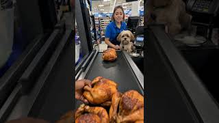 This dog's face when he sees the chickens 😭