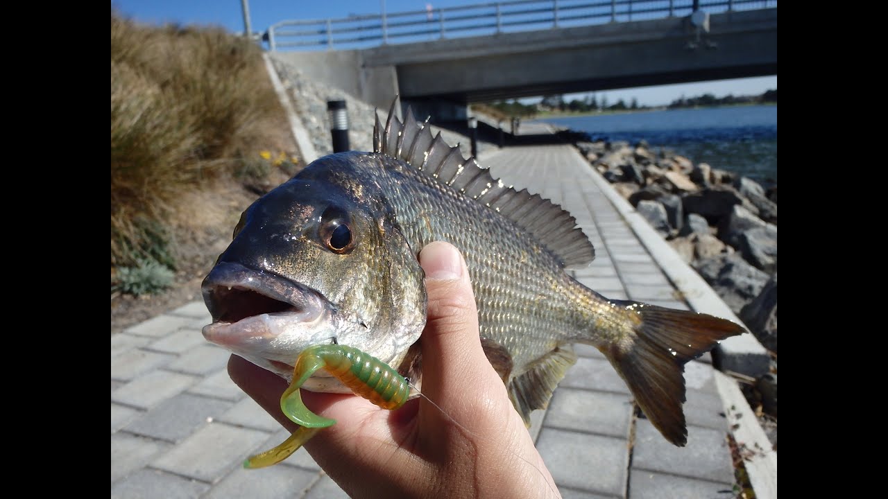 Quest for the 40cm Bream | Patawalonga River | Episode 3