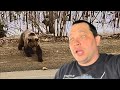 В Печору на «татарине» Медведи попрошайки
