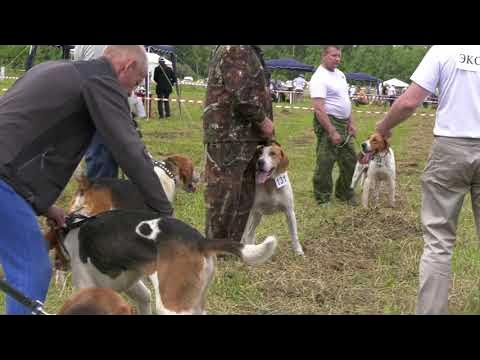 Испытание гончих собак 2024. Охотник с русской гончей. Испытания гончих. Эстонская гончая рязань. Испытания собак.